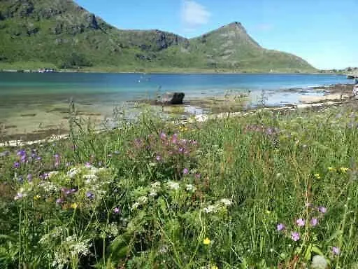 Lofotenhaus Direkt Am Apartament Skjelfjord
